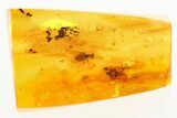Two Detailed Fossil Flies (Dolichopodidae) In Baltic Amber #284635-1
